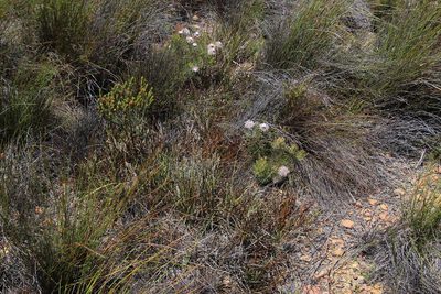 Protea scorzonerifolia, photographed by Tony Rebelo