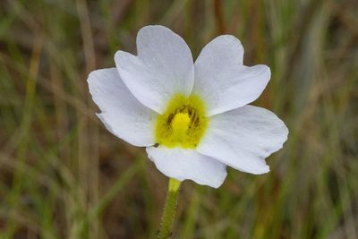 Pinguicula primuliflora, photographed by Kristof Zyskowski