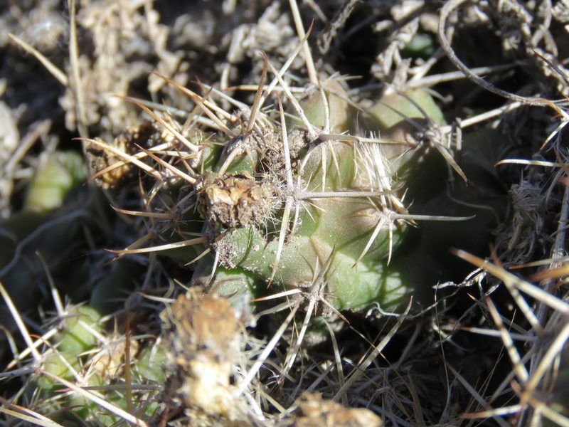 Austrocactus hibernus, photographed by Nicolas Olejnik