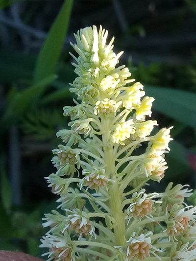 Reseda duriaeana, photographed by Karim Haddad