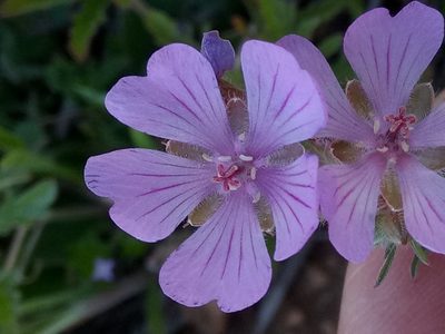 Geranium tuberosum, photographed by Karim Haddad