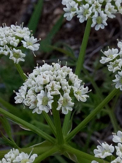 Bunium pachypodum, photographed by Karim Haddad