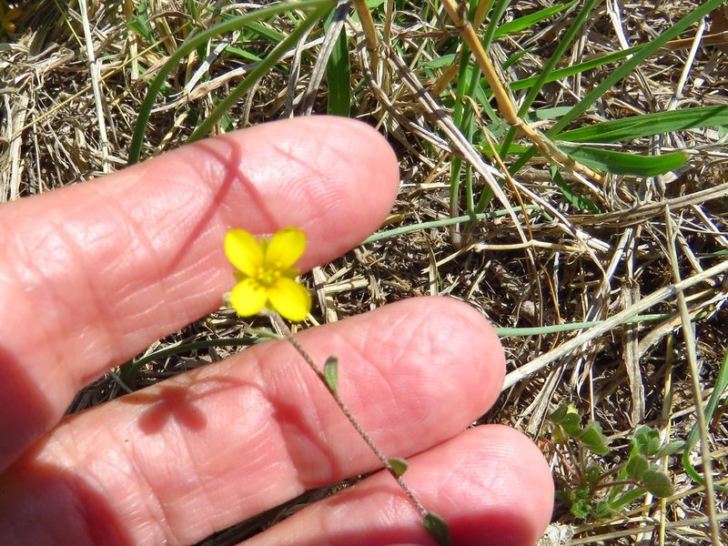 Physaria recurvata, photographed by Annika Lindqvist