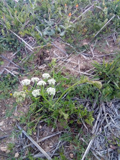 Bunium pachypodum, photographed by Karim Haddad