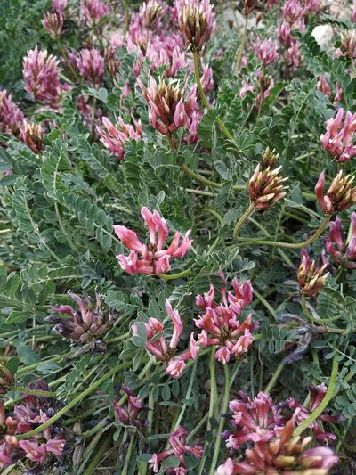 Astragalus incanus, photographed by Joan C. Hinojosa