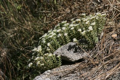 Sedum cockerellii, photographed by Cecelia Alexander