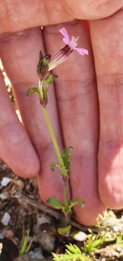 Silene diversifolia, photographed by Mehdi Chetibi
