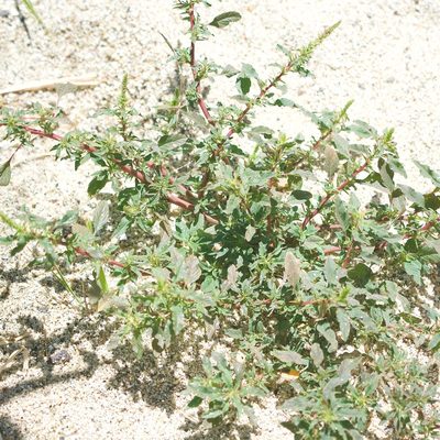 Amaranthus spinosus, photographed by Bill Levine