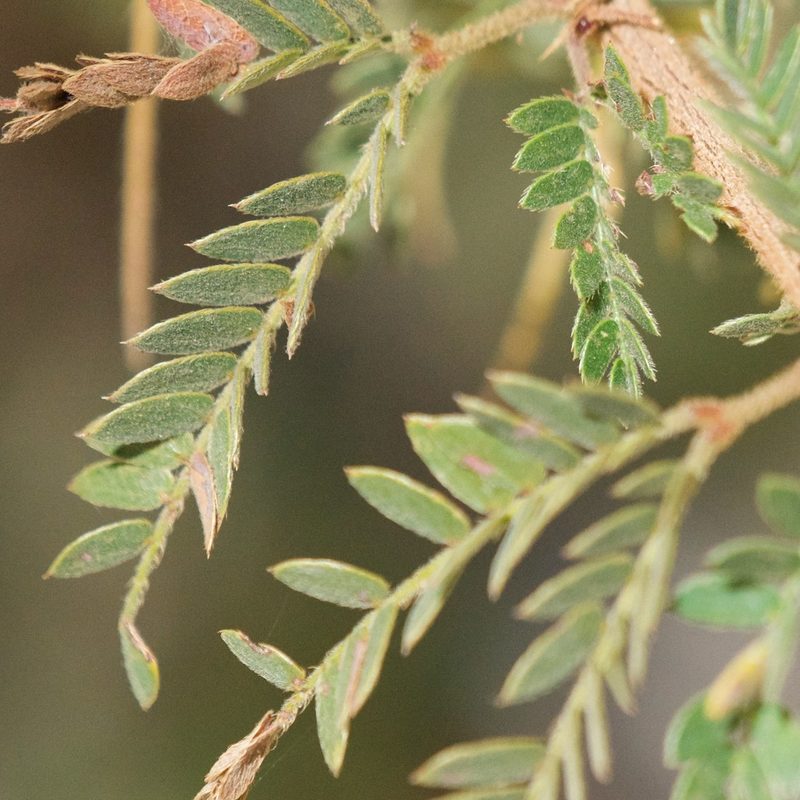 Mimosa tricephala, photographed by Bill Levine