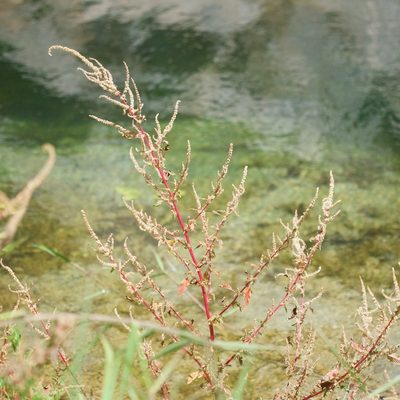 Amaranthus spinosus, photographed by Bill Levine