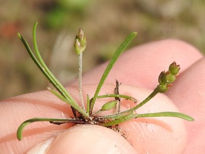 Plantago heterophylla, photographed by Sam Kieschnick