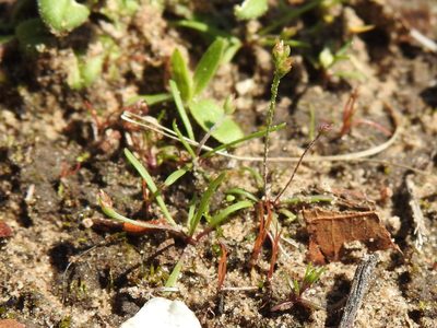 Plantago heterophylla, photographed by Sam Kieschnick