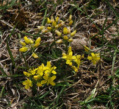 Draba lasiocarpa, photographed by Todd Boland