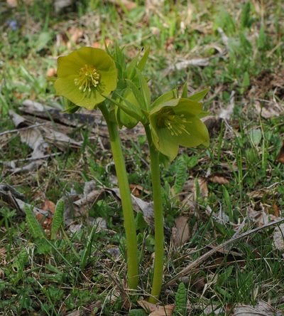 Helleborus cyclophyllus, photographed by Todd Boland