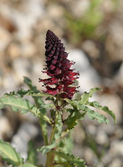 Lysimachia atropurpurea, photographed by Todd Boland