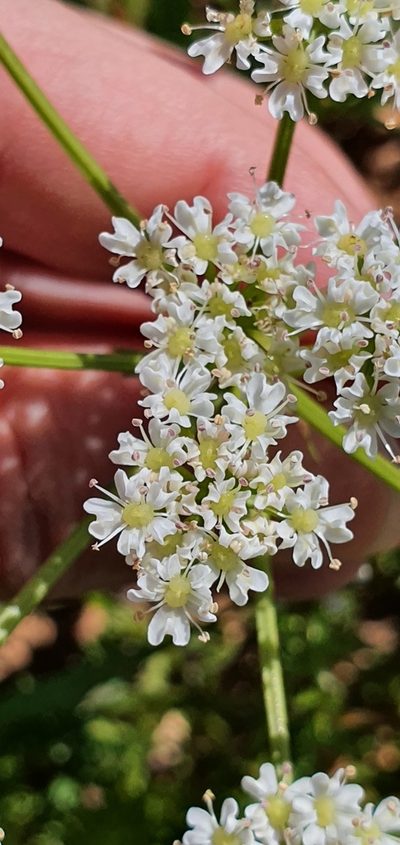 Bunium pachypodum, photographed by Mehdi Chetibi