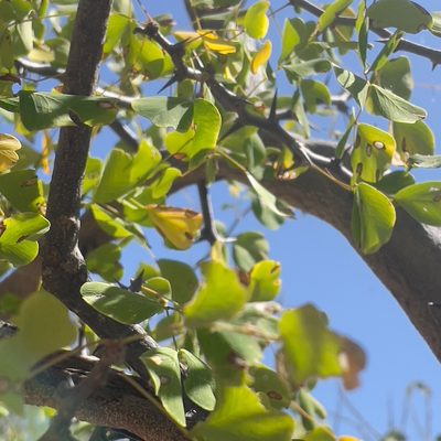 Haematoxylum brasiletto, photographed by Bill Levine