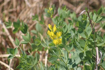 Baptisia sphaerocarpa, photographed by Mimi Posey