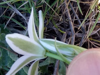 Ornithogalum baeticum, photographed by Karim Haddad