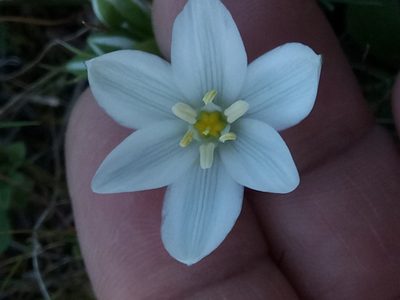Ornithogalum baeticum, photographed by Karim Haddad