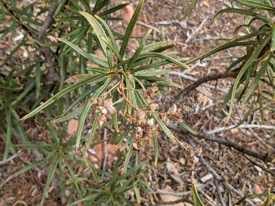 Eriodictyon angustifolium, photographed by Zoltán Stekkelpak