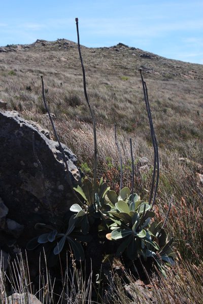 Oldenburgia papionum, photographed by Tony Rebelo