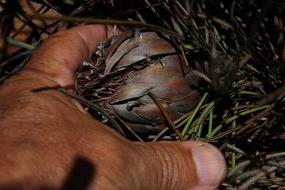 Protea scorzonerifolia, photographed by Tony Rebelo