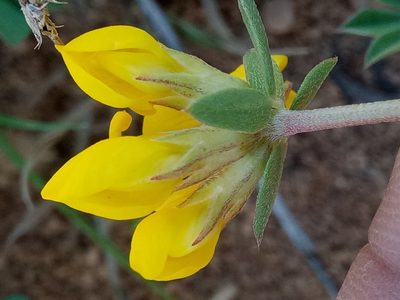 Lotus longisiliquosus, photographed by Karim Haddad