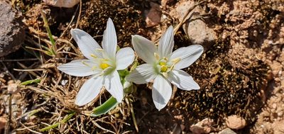 Ornithogalum baeticum, photographed by Mehdi Chetibi