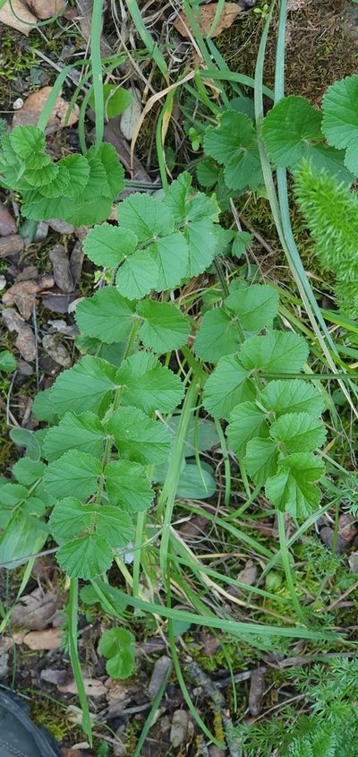 Pimpinella lutea, photographed by Mehdi Chetibi