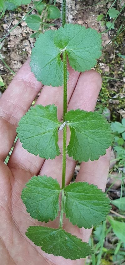Pimpinella lutea, photographed by Mehdi Chetibi