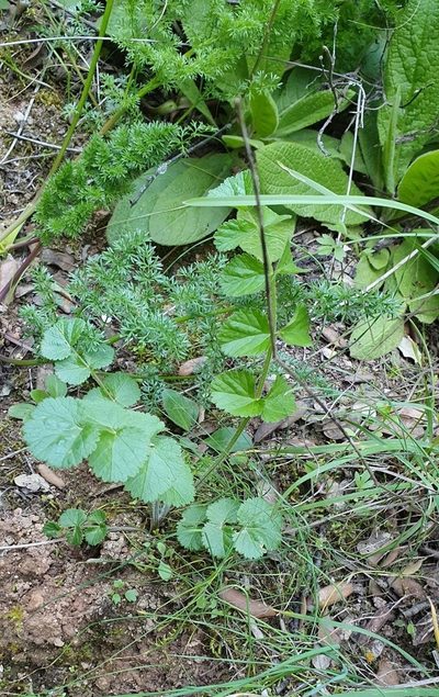 Pimpinella lutea, photographed by Mehdi Chetibi