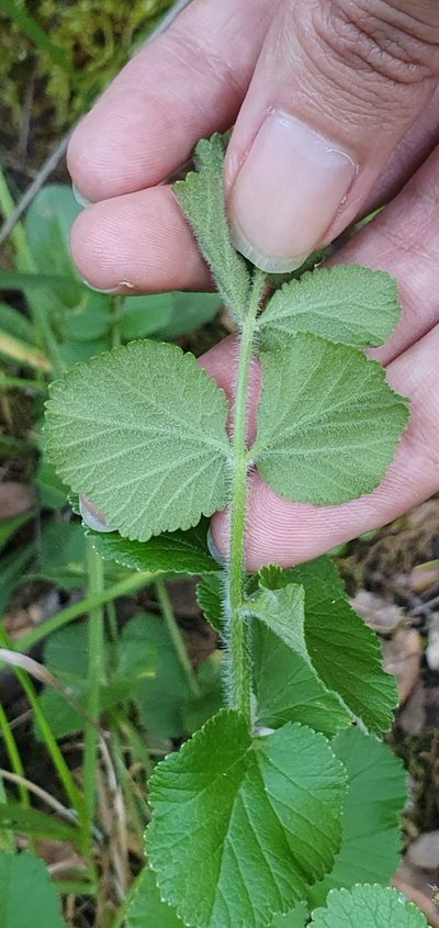 Pimpinella lutea, photographed by Mehdi Chetibi