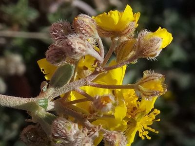 Helianthemum rotundifolium, photographed by Karim Haddad