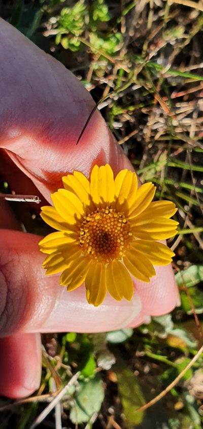 Glossopappus macrotus, photographed by Mehdi Chetibi