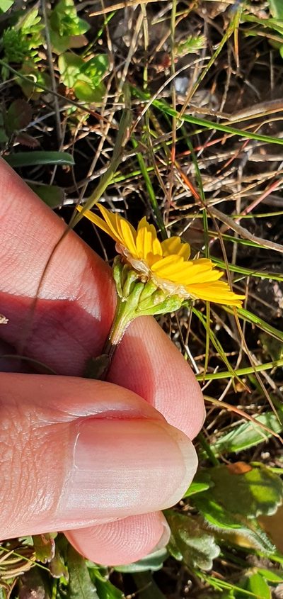 Glossopappus macrotus, photographed by Mehdi Chetibi