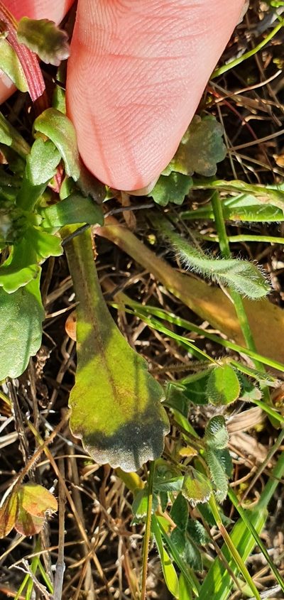 Glossopappus macrotus, photographed by Mehdi Chetibi
