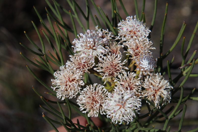 Serruria triternata, photographed by Tony Rebelo