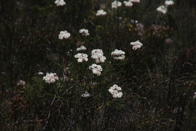 Serruria triternata, photographed by Tony Rebelo
