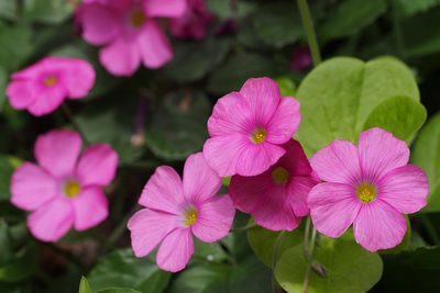Oxalis bowiei, photographed by harum.koh