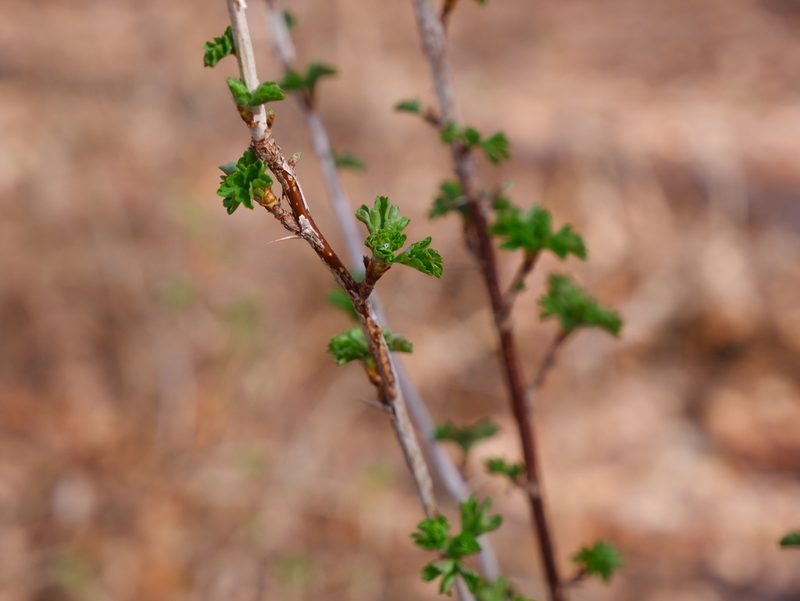 Ribes rotundifolium, photographed by Bonnie Semmling
