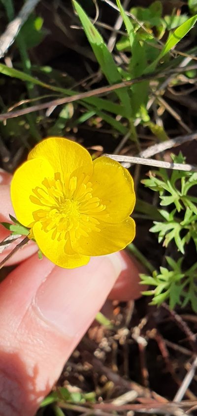 Ranunculus millefoliatus, photographed by Mehdi Chetibi