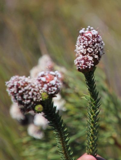 Sorocephalus imbricatus, photographed by Tony Rebelo