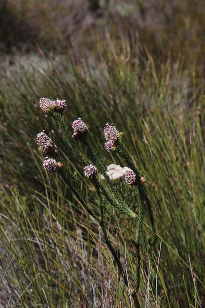 Sorocephalus imbricatus, photographed by Tony Rebelo