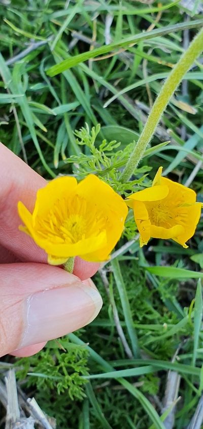 Ranunculus millefoliatus, photographed by Mehdi Chetibi