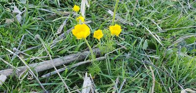 Ranunculus millefoliatus, photographed by Mehdi Chetibi