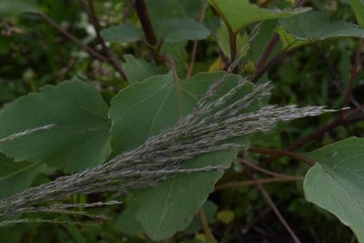 Digitaria insularis, photographed by stinger