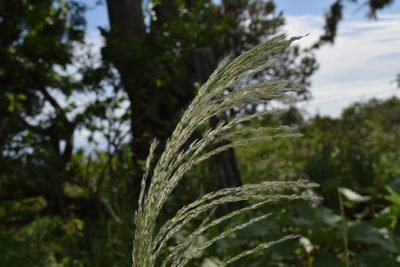 Digitaria insularis