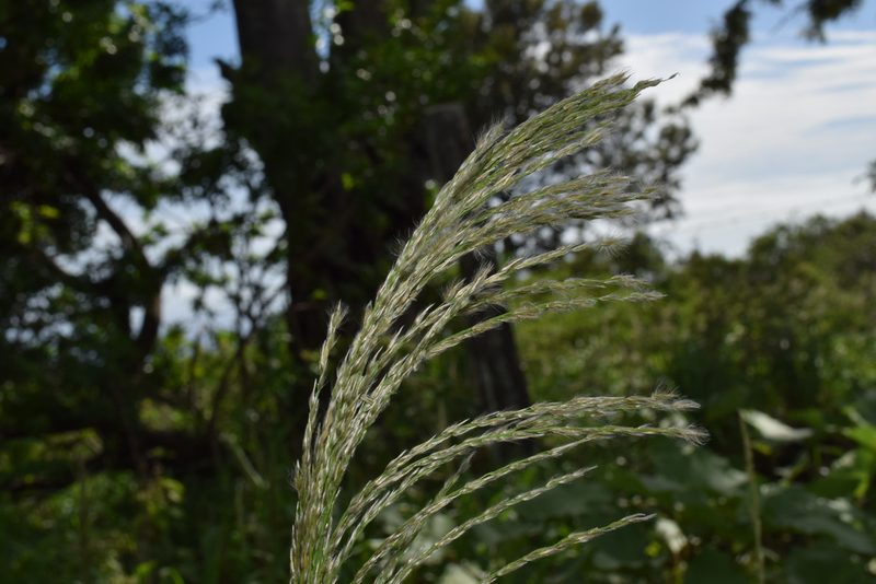 Digitaria insularis, photographed by stinger