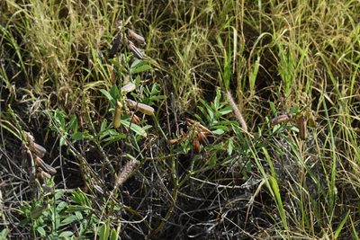 Crotalaria retusa, photographed by stinger